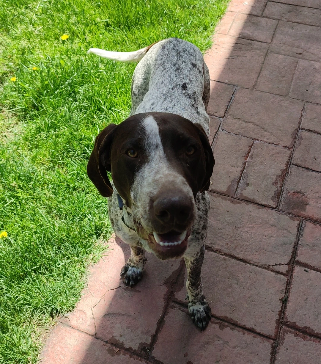 Kaiser - Chief Happiness Officer